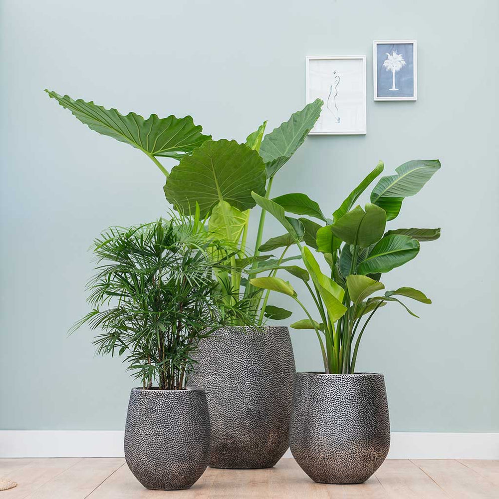 Large-Houseplants_1000x